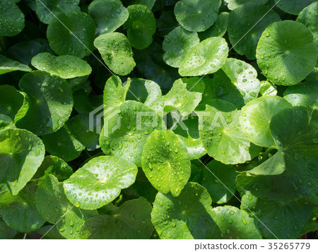Asiatic Pennywort Asiatic Pennywort 35265779