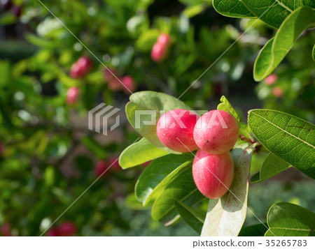 Bengal Currant Bengal Currant 35265783