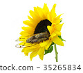 Cicada and Sunflower 35265834