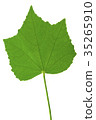 Leaf 35265910