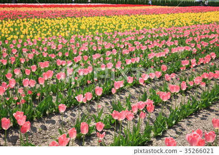 Tulip field of Kamiibetsu 35266021