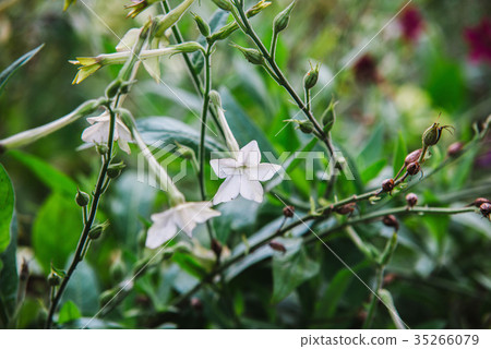 close up on flowers of nicotiana alata 35266079