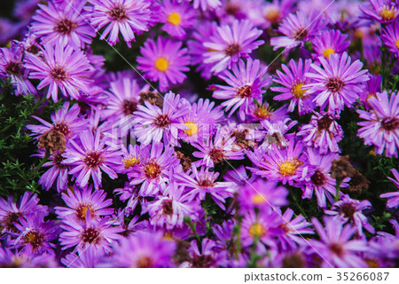 close up on purple flowers of aster close up on purple flowers of aster 35266087