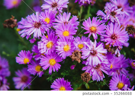 close up on purple flowers of aster 35266088