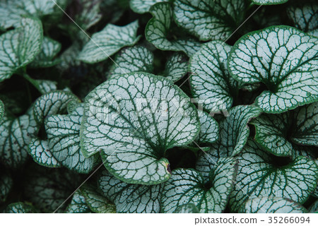 Close up on brunnera macrophylla, top view Close up on brunnera macrophylla, top view 35266094