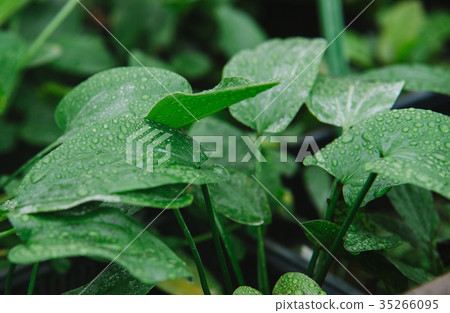 Close up on alismataceae green plant Close up on alismataceae green plant 35266095