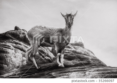 Close up on   Capra sibirica on the rock 35266097