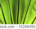bird's nest fern 35266456