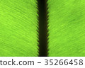 tropical plant - fern 35266458