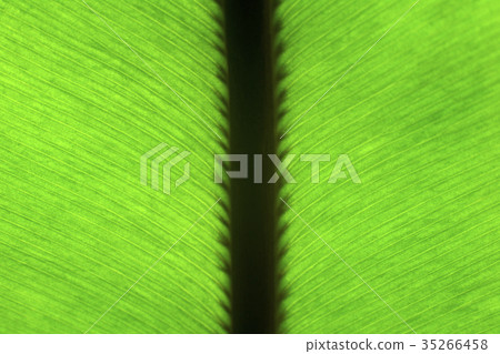 tropical plant - fern tropical plant - fern 35266458