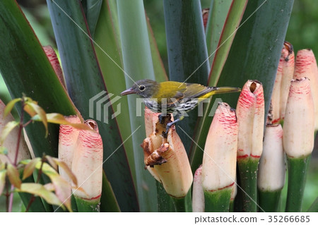 Dark-throated Oriole 35266685