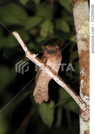 Gould's Frogmouth 35266686