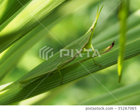 起來 起來 35267065