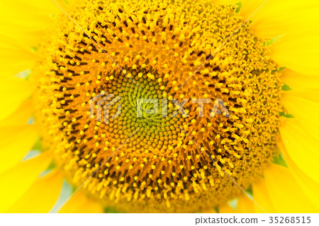 The pollen of yellow sunflower is so beautiful. 35268515