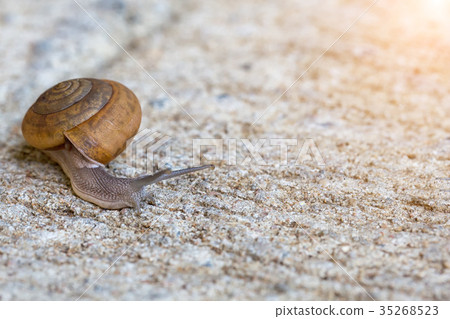 Snails are slowly crawling on concrete Snails are slowly crawling on concrete 35268523
