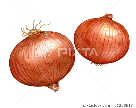 Onion 2 watercolor illustrations 35268618