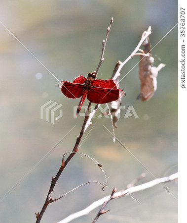dragonfly dragonfly 35268707