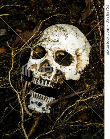 human skull buried in the soil with the roots 35268753