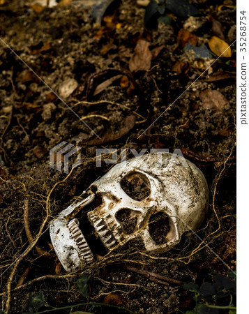 human skull buried in the soil with the roots human skull buried in the soil with the roots 35268754