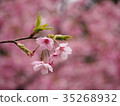 櫻花和發芽 35268932