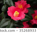 茶花 35268933