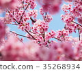 櫻花盛開 35268934