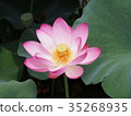 蓮花 35268935