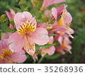 百合水仙（Alstroemeria） 35268936