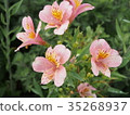百合水仙（Alstroemeria） 35268937