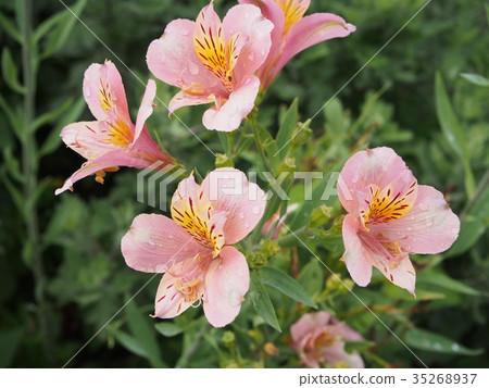 百合水仙（Alstroemeria） 35268937