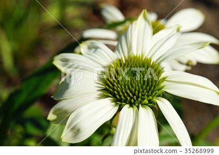 Echinacea Pow Wow White在夏日的陽光下看起來很好 35268999