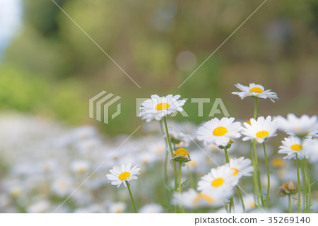 North Pole Flower Field 35269140