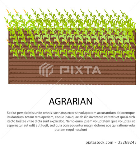 Agrarian Poster with Growing Corn Plants 35269245