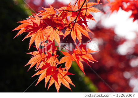 美麗的野村紅葉秋葉透明對陽光 35269307