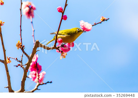 Mejiro紅梅 Mejiro紅梅 35269448