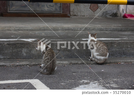 兩隻小小流浪貓 35270010