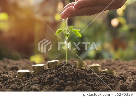 Pouring a young plant from hand with stack coins. Pouring a young plant from hand with stack coins. 35270339