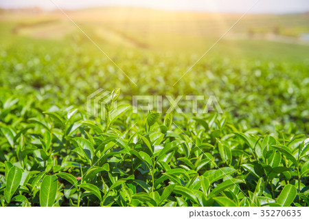 green tea agriculture field in Chiangrai Northern 35270635