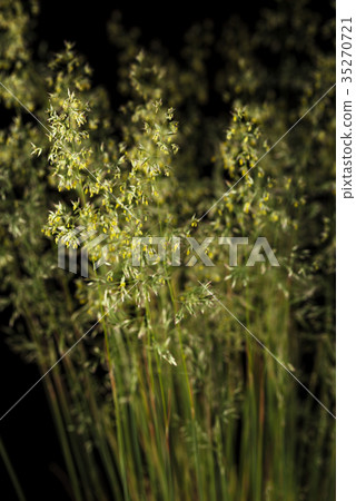Blooming Poa grass 35270721