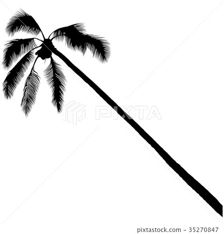 Palm Tree Silhouette 35270847