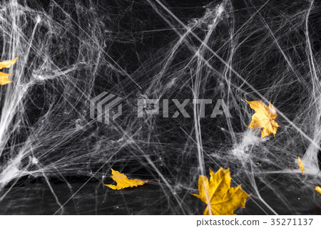 Cobweb or spider's web against a black background, Cobweb or spider's web against a black background, 35271137