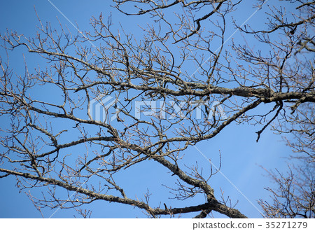 tree branches without leaves on the sky background tree branches without leaves on the sky background 35271279