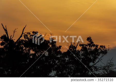 Silhouettes of trees, grass against the backdrop 35271510