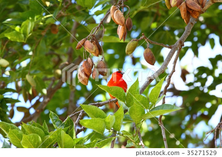 Mauritius fody, lat. Foudia rubra Mauritius fody, lat. Foudia rubra 35271529