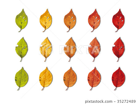 Sakura Autumn leaves shadow list Sakura Autumn leaves shadow list 35272489