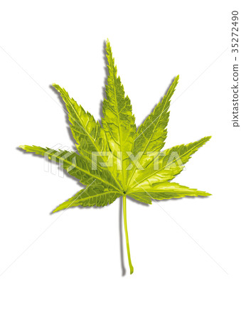 Maple autumn leaves 1-1 shadow Maple autumn leaves 1-1 shadow 35272490