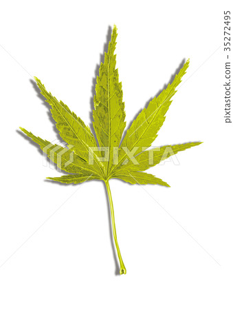 楓葉秋葉2-1影 楓葉秋葉2-1影 35272495