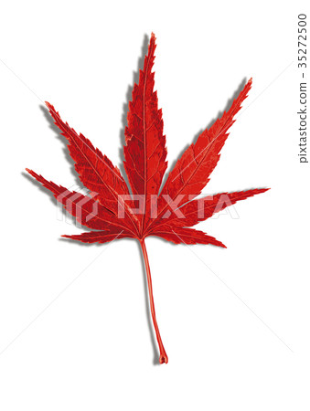 Maple autumn leaves 2-5 shadow Maple autumn leaves 2-5 shadow 35272500