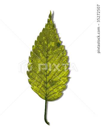 Zelkova autumn leaves 1-1 shadow Zelkova autumn leaves 1-1 shadow 35272507