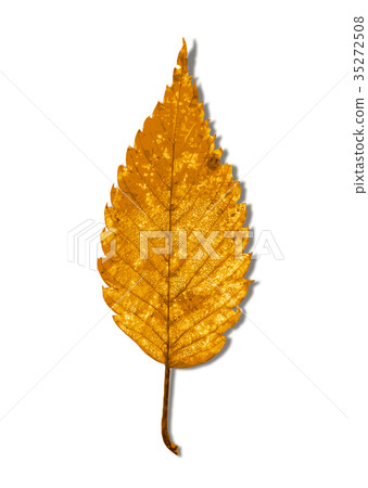 Zelkova autumn leaves 1-2 shadow Zelkova autumn leaves 1-2 shadow 35272508